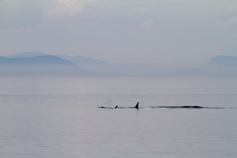 Orcas